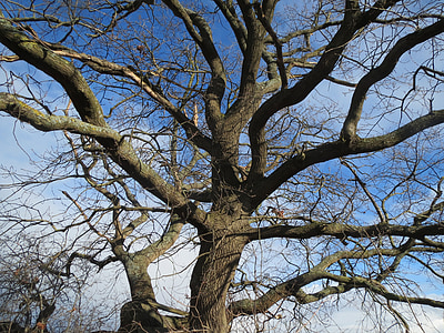 Quercus robur, roble inglés, roble común, roble francés, tronco, sucursales, árbol