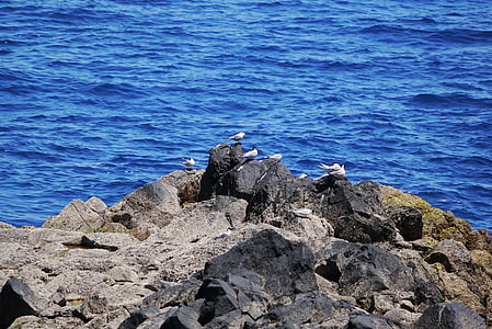 Madeira, madarak, sirályok, víz, vízimadarak, Atlanti-óceán, sziget