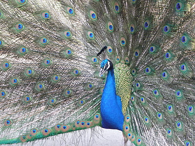 Uusi, taiteellinen, Peacock, riikinkukot, kukko, sininen, lumi