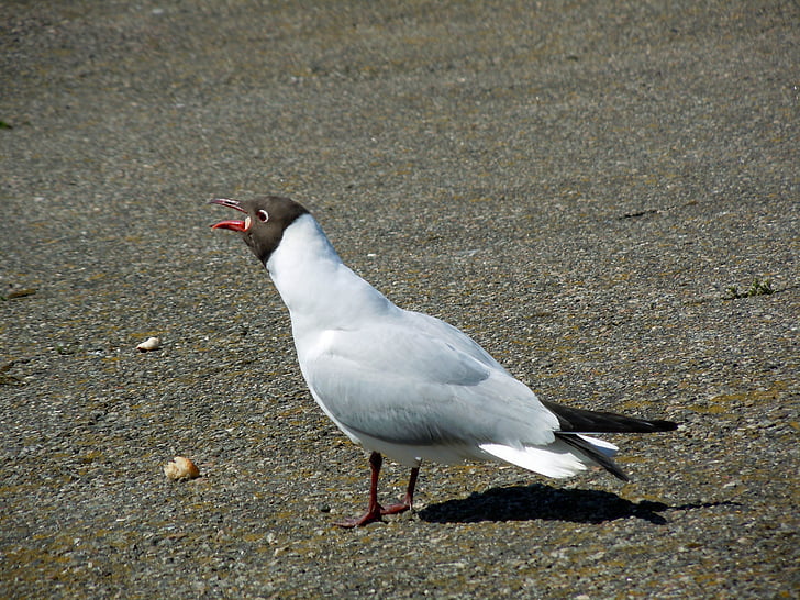 tern, Mating call, Vogel