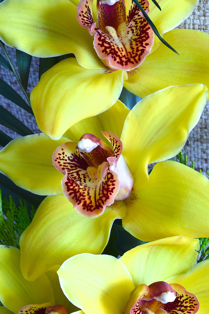 orquídies, flor, flors, groc