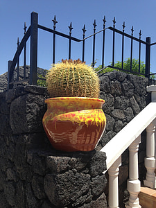 kaktus, Lanzarote, Španělsko, závod, vulkanické, poušť, cestovní ruch