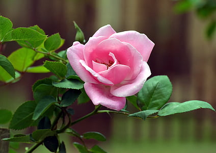 różowy, Rose bud, zapach, Natura, Płatek, Róża-, kolor różowy
