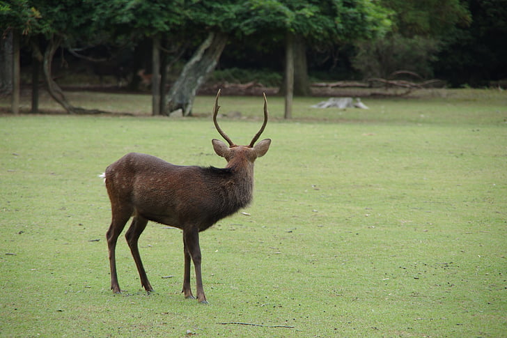 veado, Nara, campo