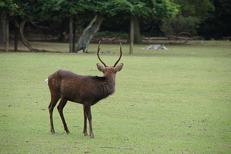 deer, nara, field