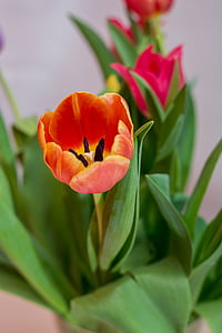 tulipán, szövetségi kormány, csokor, virágok, virág