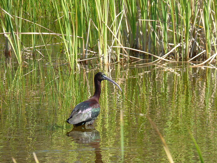 glossy ibis, bird, aquatic, water, animal, fauna, ornithology