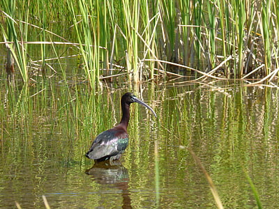 błyszczący ibis, ptak, wodnych, wody, zwierząt, fauna, ornitologia