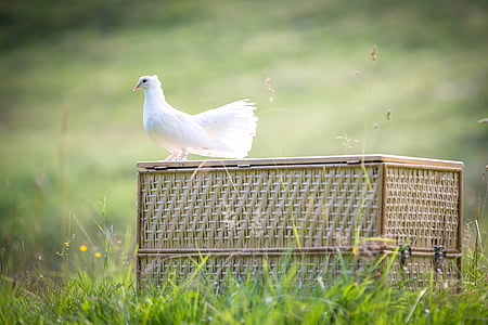 pomba branca, pássaro, pomba, linda, plumagem, romântico, natureza