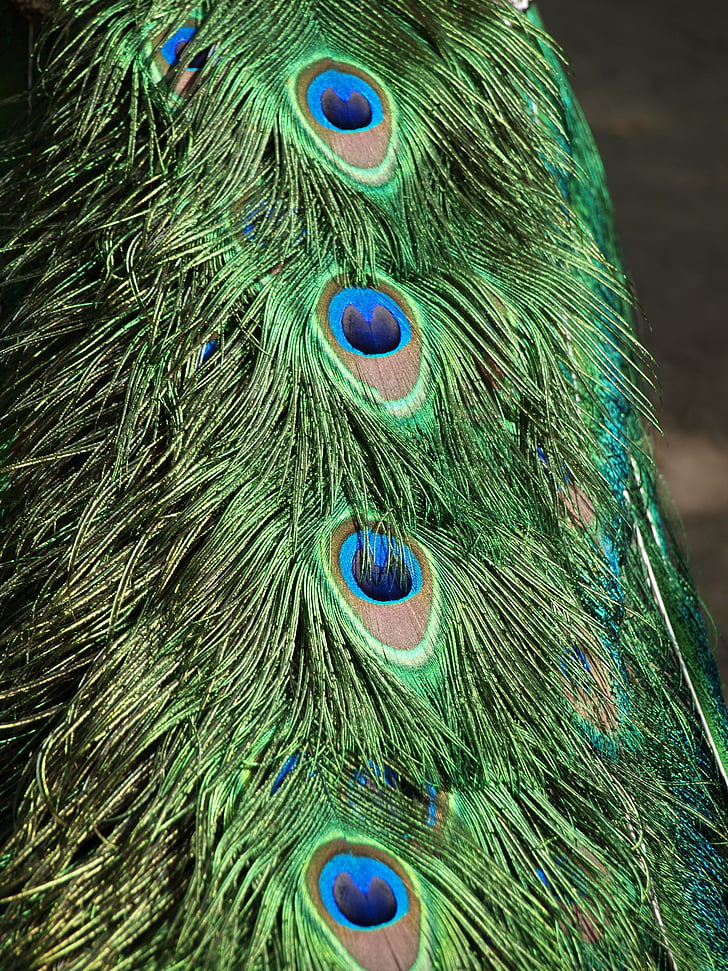 pavo real, pluma, pájaro, verde, azul, animal, pluma