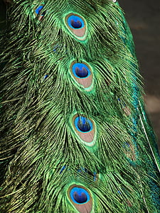 Peacock, pen, vogel, groen, blauw, dier, veer