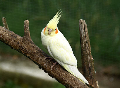 Korela chocholatá, papouška, pták, žlutá, nymphicus hollandicus