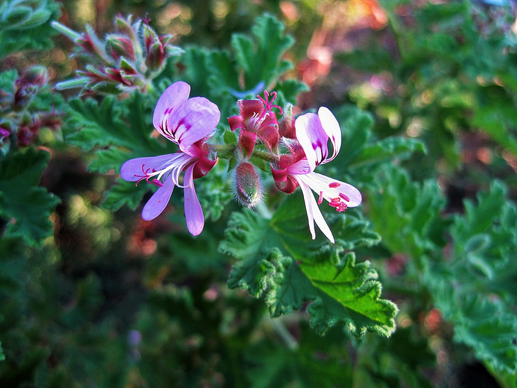 flower, floret, small, delicate, lavender-pink, geranium