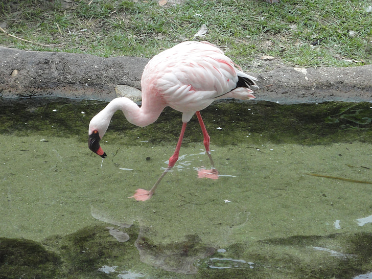 flamand, pasăre, roz, pene, roz flamand, Flamingo, animale