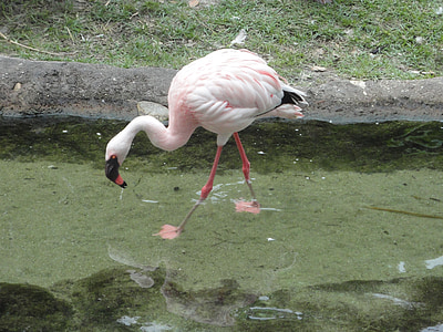 Фламандский, птица, розовый, перья, розовый фламандский, Фламинго, животное