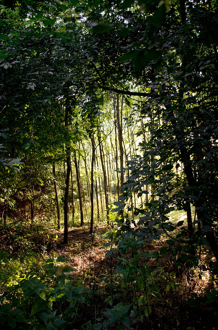 rừng, Hungary, Bakony, cây