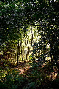 Forest, Maďarsko, Bakony, stromy