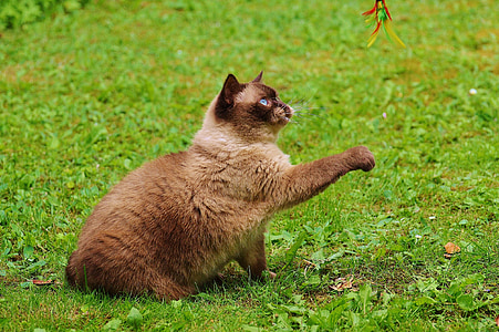 кішка, Британська короткошерста, грати, mieze, чистокровні верхові, Шановний, хутро