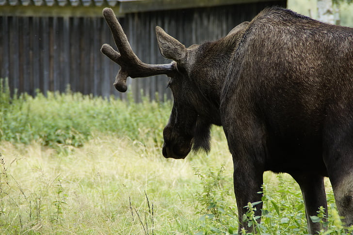 Moose, Bull moose, man, gewei, Zweden, dier