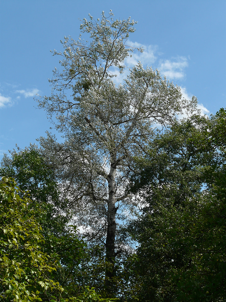 Populus alba, strom, Topoľ, Topoľ biely, pasenie skleníkových, Salicaceae, vzdušné