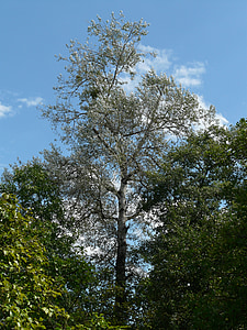 Populus alba, arbre, àlber, àlber blanc, pasturatge d'efecte hivernacle, Salicaceae, lluminós