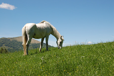 paard, natuur, dieren, berg, grasland, veulen, Prato