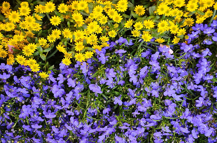blommor, Anläggningen, naturen, blå, gul, Flora