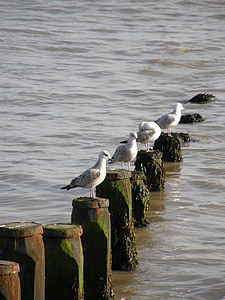 groins, sea, seagull, bird, animal, water, gull