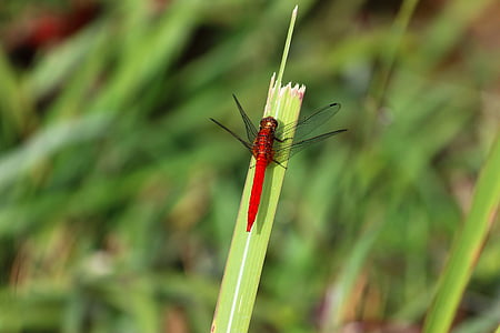 Dragonfly, Makro, putukate, loodus, bug, roheline, looduslik