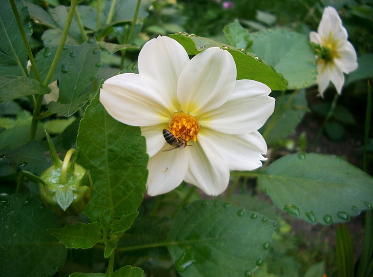 Dahlia, valkoinen, mehiläinen, Luonto, kasvi, kukka, terälehti