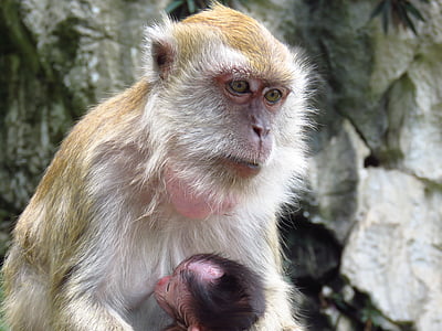 άδεια μητρότητας, μαϊμού, ζώο