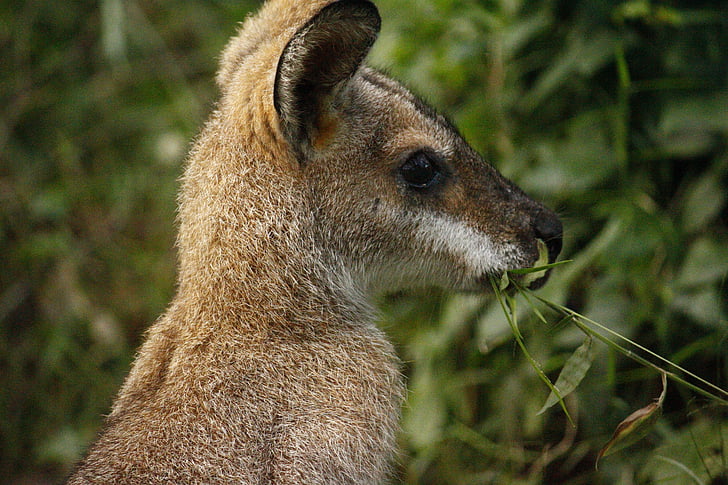 kænguru, Australien, Fur, natur, Park, nationale, dyr