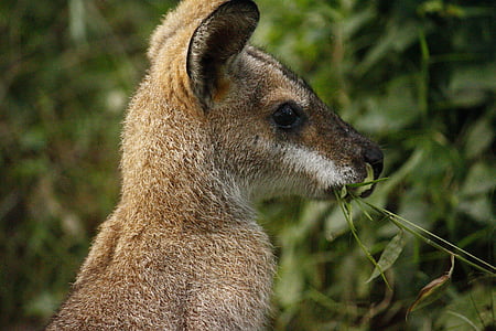kangaroo, australia, fur, nature, park, national, animal