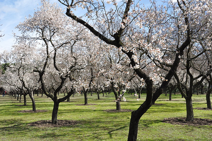 мигдалевих дерев, квіти, Весна, сад, парк, Красивий, Природа
