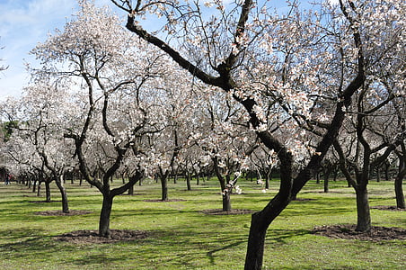 бадемови дървета, цветя, Пролет, Градина, парк, Красив, природата