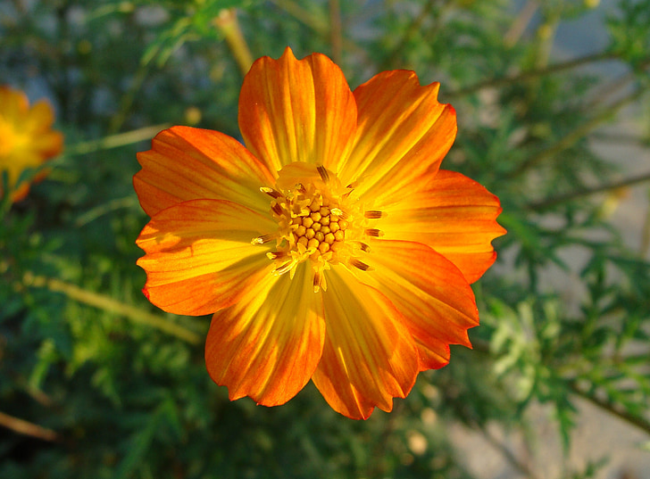 Cosmos, bicolor, virág, makró, Karnataka, India, természet