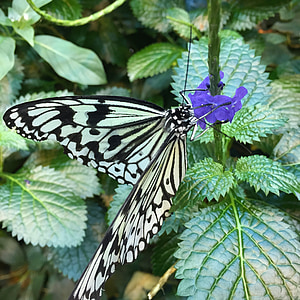 butterfly, foliage, colors, flower, plant, nature