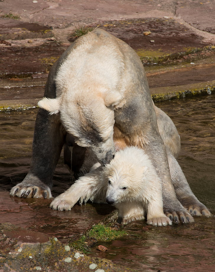 spring, polar bear, young animal, charlotte, polar bear cub, tiergarten, nuremberg