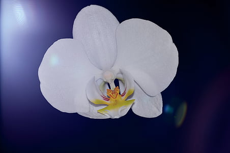 orchidea, rastlín, kvet, kvet, kvet, biela, krásny