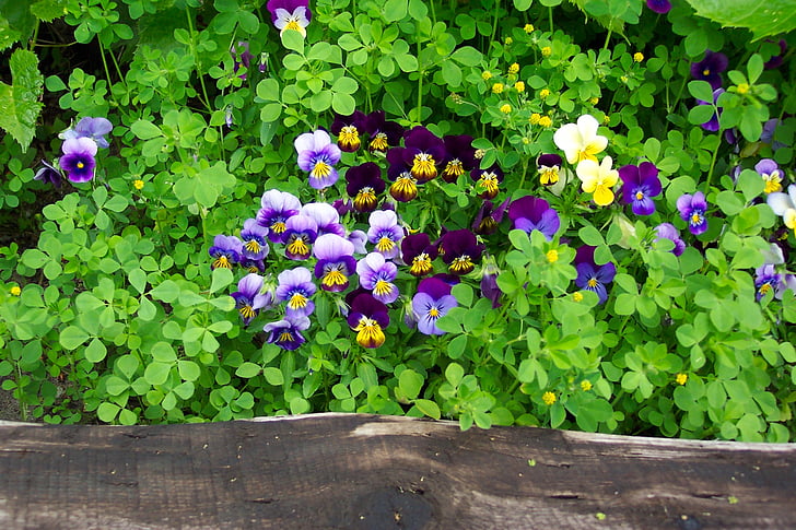 Viola, Violet, roxo, amarelo, jardim, flores