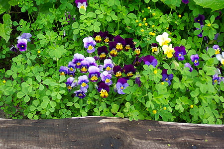 Viola, violett, lila, gelb, Garten, Blumen