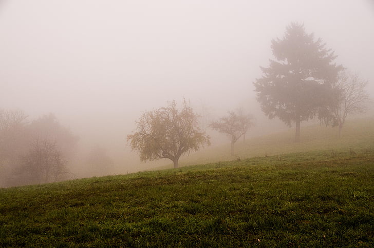 jesień, mgła, krajobraz, nastrój
