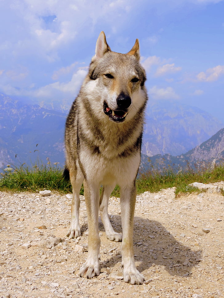 hund, Mountain, Wolf, landskab