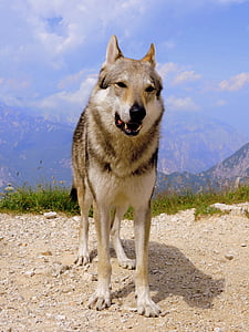 hond, berg, Wolf, landschap