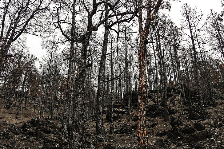 burnt forest, fire, forest, burnt mountain, tree, nature, outdoors