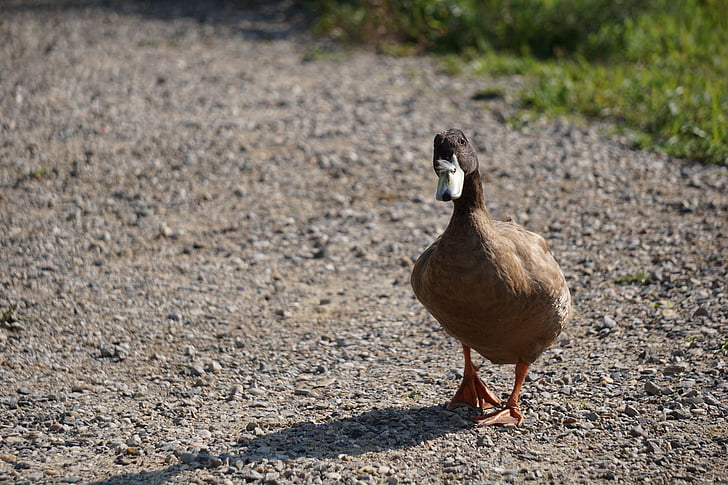 Duck, natur, vand, Detroit, Wildlife, Road, Walking duck