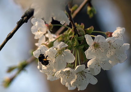 Bourdon, cerise, fleur, recherche de nourriture, floraison, printemps, fleurs blanches