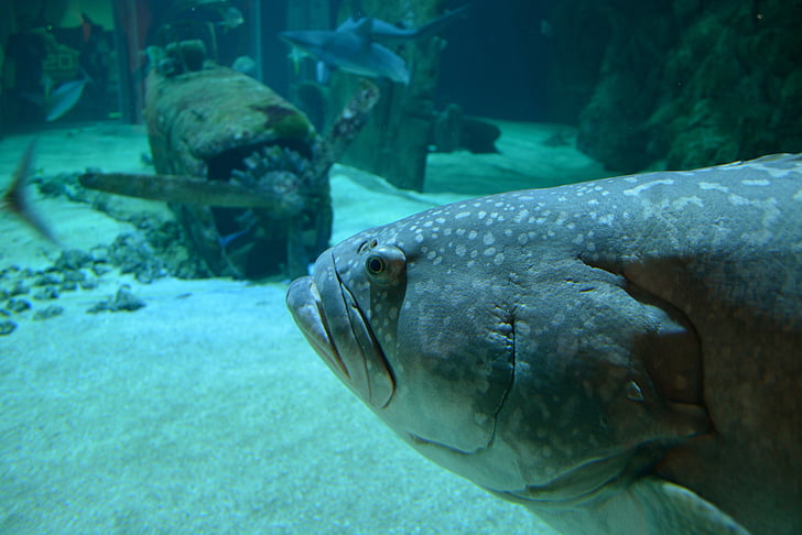 fish, nature, water