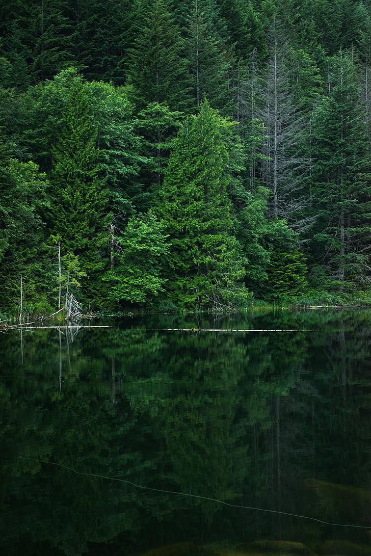 nature, trees, woods, forest, green, river, lake
