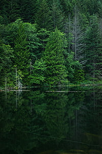 priroda, stabla, šume, šuma, zelena, Rijeka, jezero